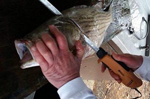 sample of ergonomic american fillet knife been used on a fish