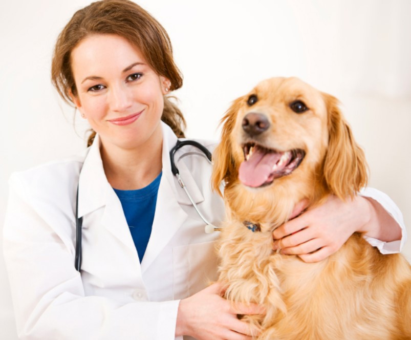 Go to a Veterinary Doctor