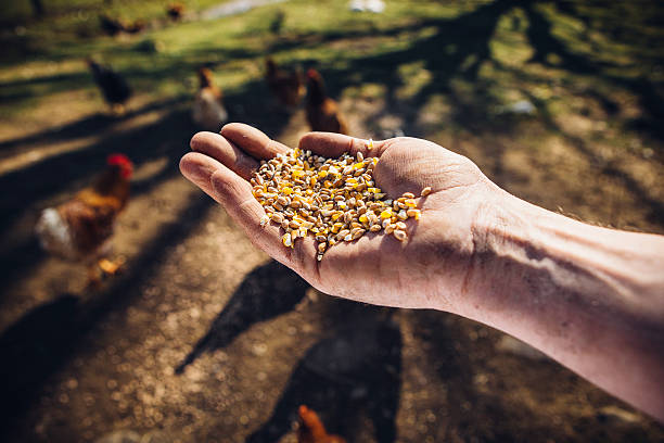 Fermented Chicken Feed: What You Need To Know?