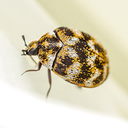 Can Freezing Kill Carpet Beetles?