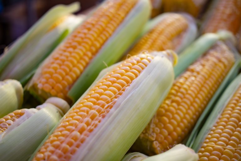 Can You Microwave Corn on the Cob Without a Husk?